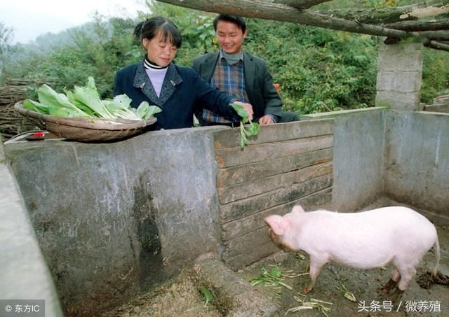 新一轮饲料价格战开启，猪价或再迎上涨潮？