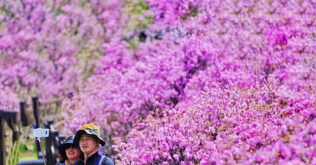 全球最美的8个杜鹃秘境，四川这个地方上榜，去一次难忘一次！