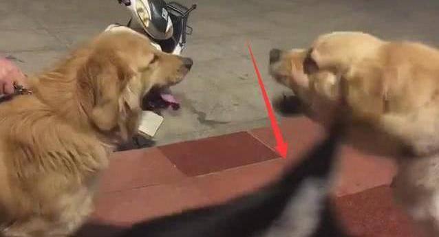 二哈吵架是专业的!跟金毛打架,接下来的行为把