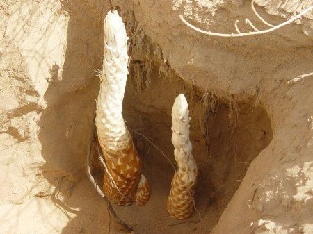 男人40精力不足?每天用它泡茶,15天后壮若少