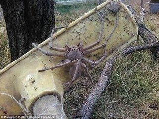 澳大利亚一居民家中发现蜘蛛之王 实在太大得