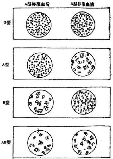 t0171cac2c64355e60f.jpg