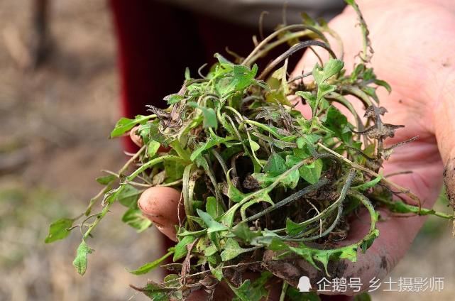 春天农民地边挖野菜 称做菜烧汤吃可香啦