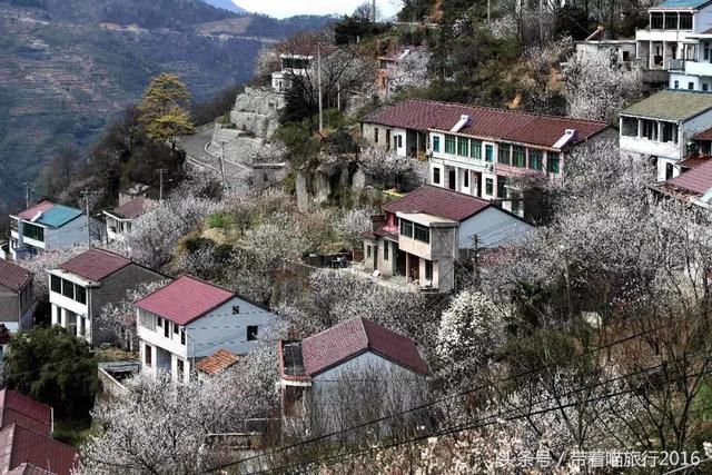 宁波四明山上这个神秘村庄，被樱桃花包围，如同世外桃源