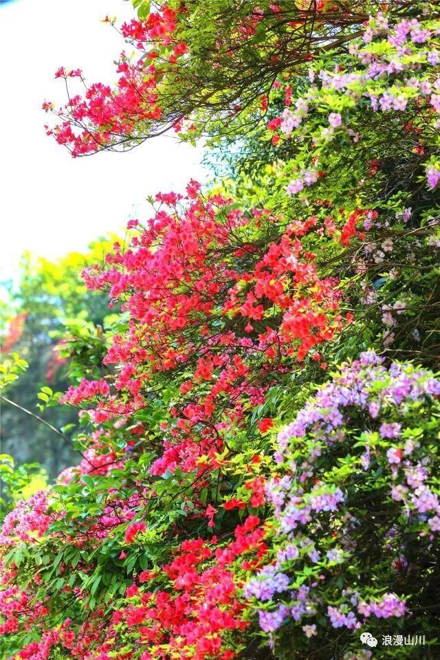 震撼!山川峡谷映山红,绵延数公里!