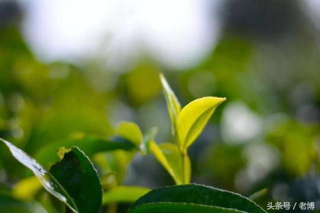 普洱市思茅有机茶 为未来多一个健康选择