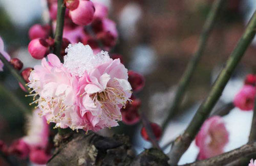 梅花开花的情景短剧视频,梅花开花的情景短剧视频播放