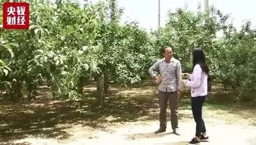 央视财经:苹果期货成网红交易品种?价格2个月