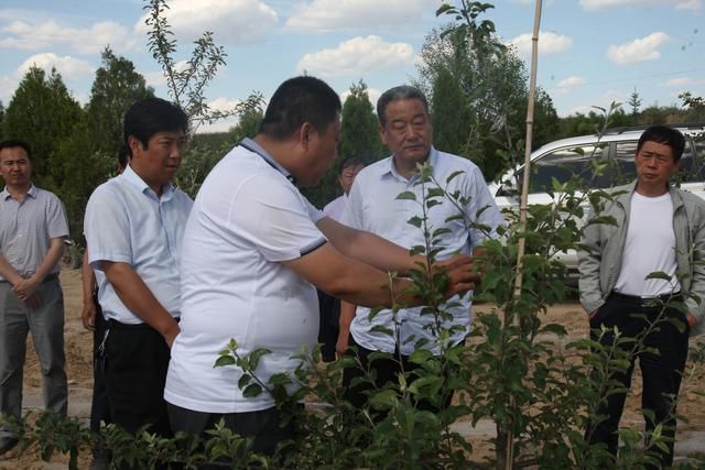 “种啥不如种苹果”