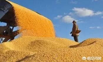 如果小麦价格真的能够涨到4元\/斤以上,对农民