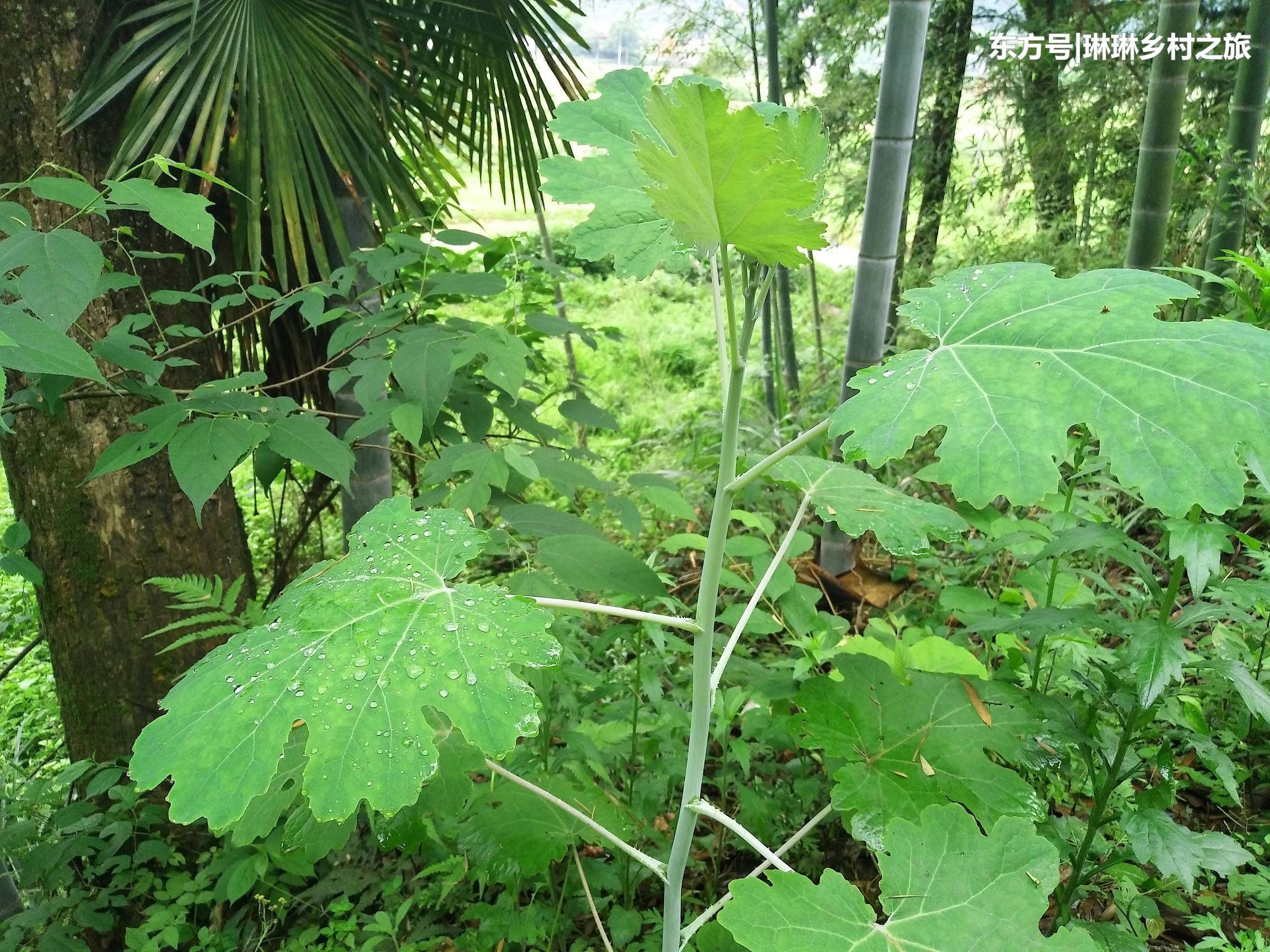 农村山边一种大叶植物，农民当野草砍掉，如今15元一斤成稀罕货