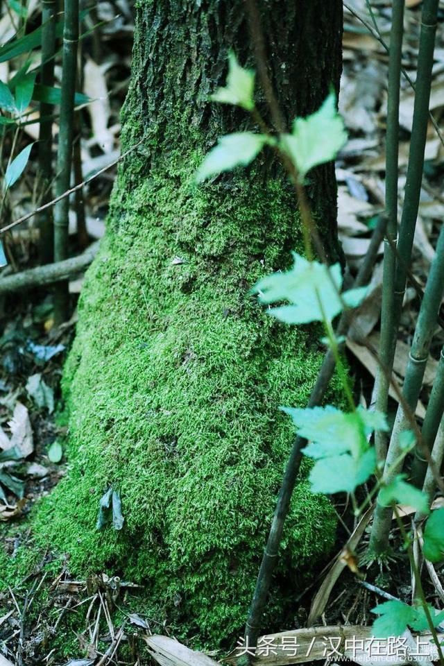 汉中这个地方有最壮美的高山草坝，你来过吗？