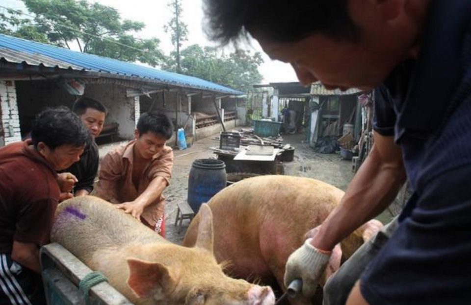 温氏养猪成本5.8元,成本优势已经丢失,养殖户应如何面对?_【快资讯】