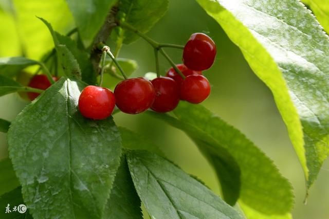 樱桃栽培技术 樱桃树春季综合管理措施