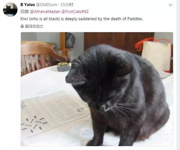 (文摘)从流浪猫到新西兰“第一猫” 这只橘猫用短短一生照亮了世界 - aihua191 - aihua191的 博 客 (文摘)从流浪猫到新西兰“第一猫” 这只橘猫用短短一生照亮了世界 - aihua191 - aihua191的 博 客