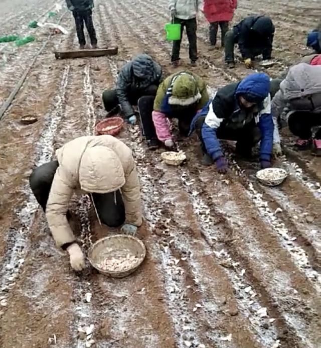 农民冒着风雪种植“大蒜”，成活率大大降低，为什么还要种植呢？