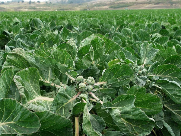 种一棵能收获60个包菜,一公斤就要80元,只有在星级酒店才能吃到 - 红波仙子 - hbz69123的博客 种一棵能收获60个包菜,一公斤就要80元,只有在星级酒店才能吃到 - 红波仙子 - hbz69123的博客