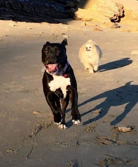 狗狗也会得抑郁症,险些被安乐死,如今成这样