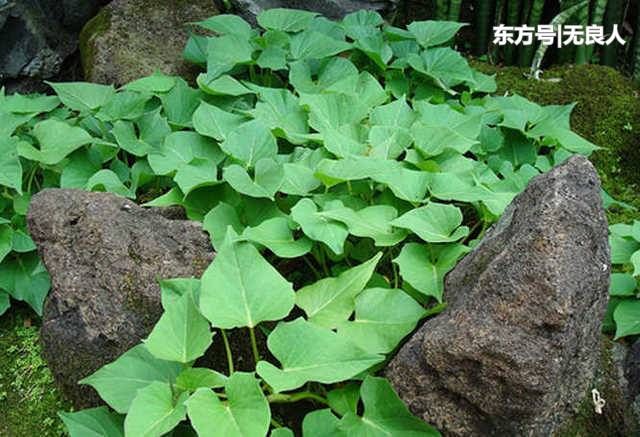 农村最出名的几种懒人菜，种在地里不用管，躺在家里都吃不完！