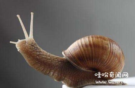世界上牙齿最多的动物是什么,蜗牛有25600颗