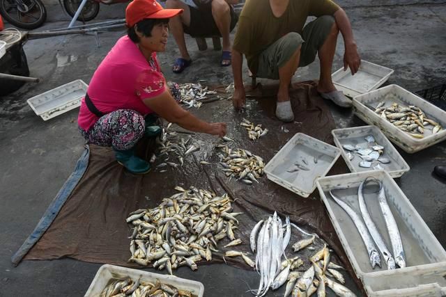 来海边没有你吃不起的海鲜，这种海鲜已经卖出白菜价