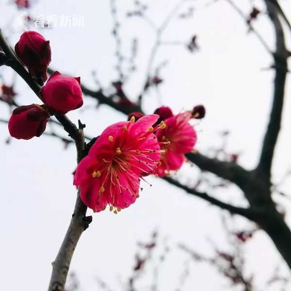 幸福像花儿一样 上海植物园发布春节赏花指南