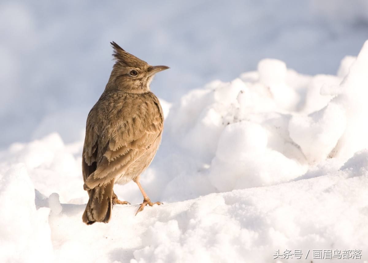 百灵鸟不叫怎么办?