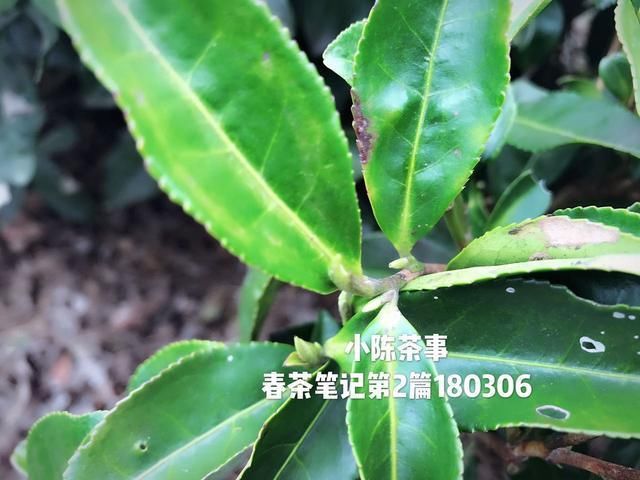 春白茶即将开采,白茶绿茶岩茶红茶普洱茶春茶采摘上市时间一览!