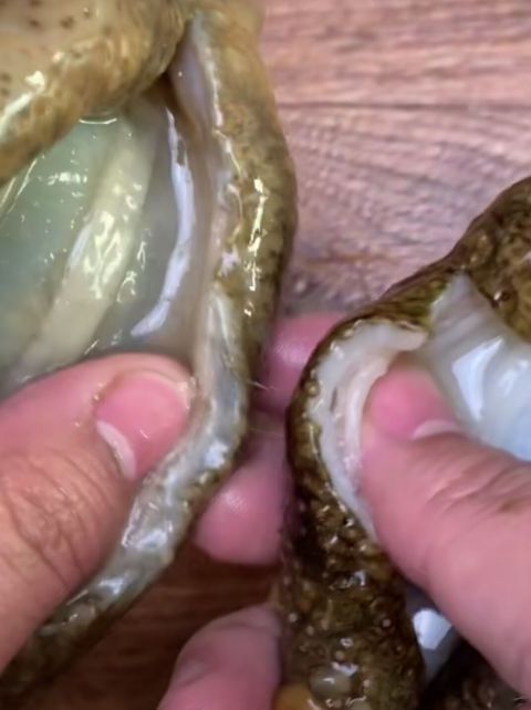 野生面粉和v面粉海参区别有哪些?凉虾海参图片