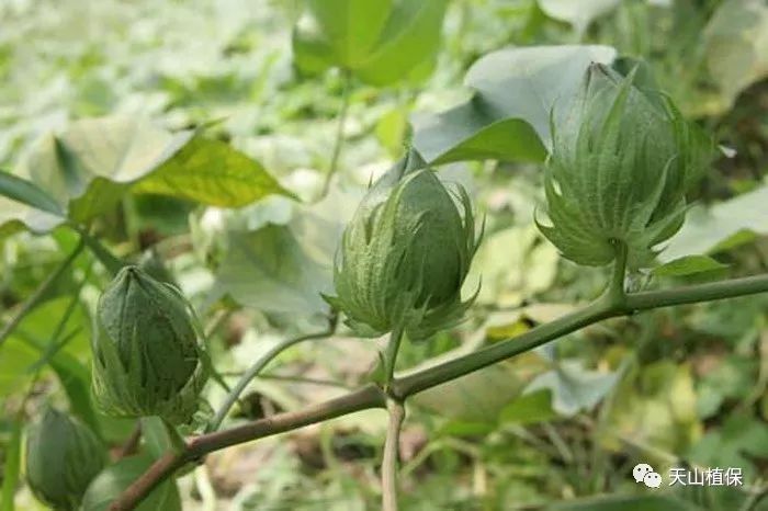 新疆棉花订单式生产逐渐推广