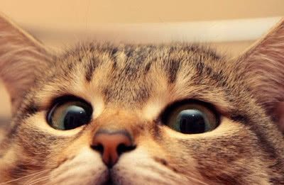 为何大家都爱养猫?看到这一幕,我理解养猫千日,用在一时的意思 ag真人试玩