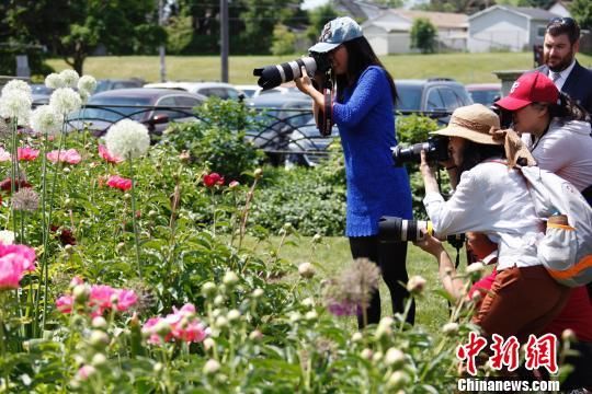 加拿大奥沙瓦牡丹节被冠名“中国传统文化周”