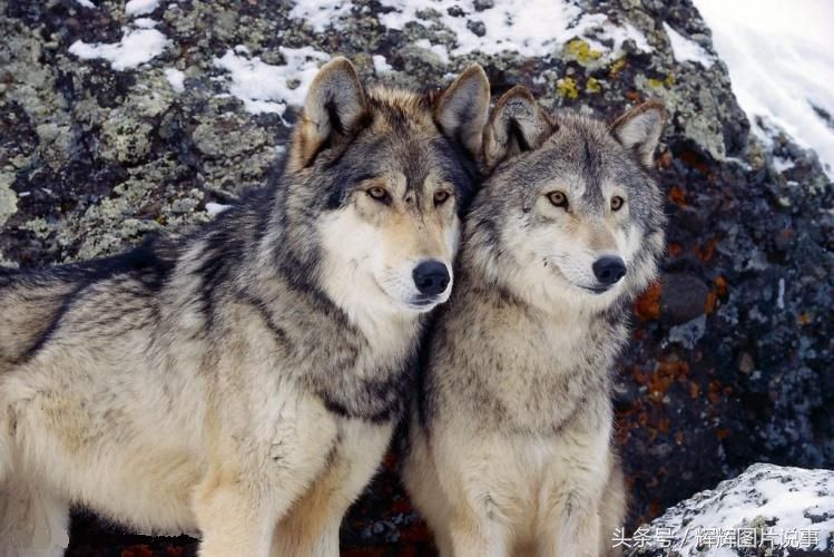 狼图腾:狼的品质 _狼的精神