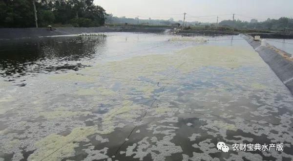 大半个中国将再迎强降雨！水产养殖陷危机，养殖户如何应对？｜泰