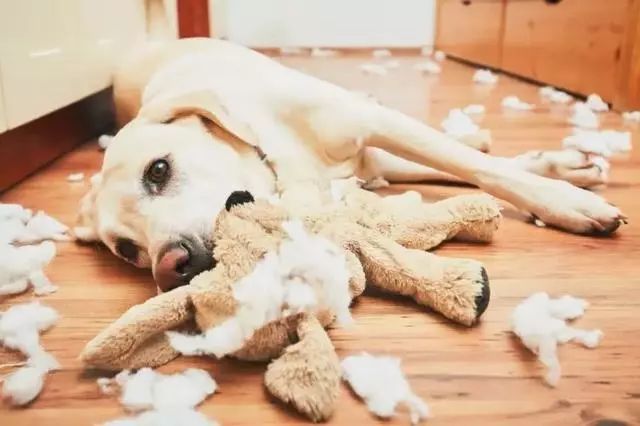 狗狗总喜欢做坏事?这难道不是主人允许的事情吗? 澳门博九赌场