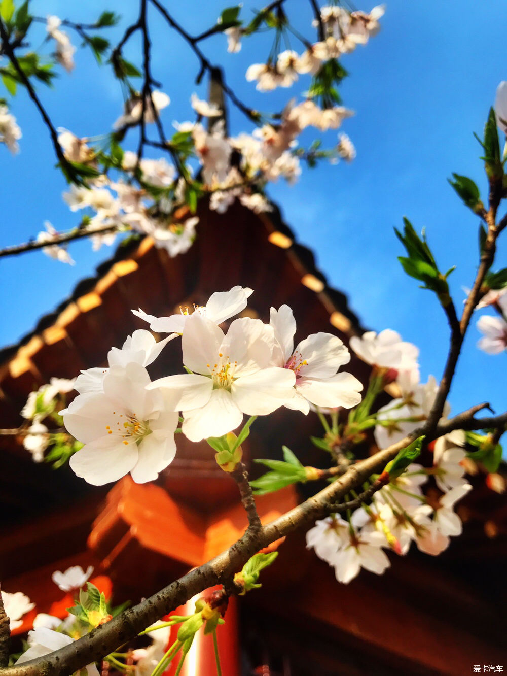 【春之彩】又是一年樱花烂漫时