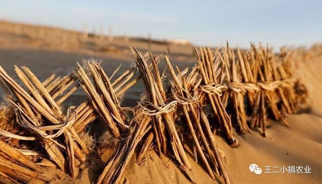 袁隆平团队在迪拜的沙漠搞种植，钱学森的预言快实现了