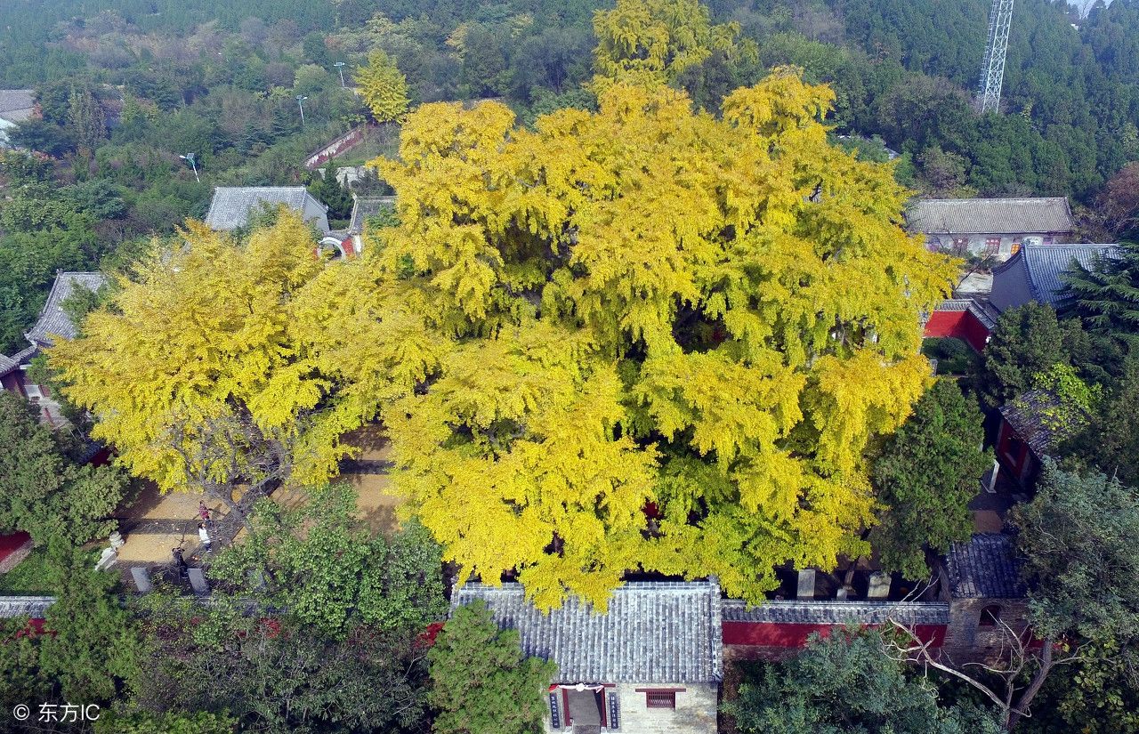 在农村，这5种树栽在门口，将来一定可以大富大贵，飞黄腾达!