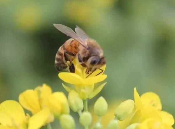 美翻！橘子洲头的梅花怒放 沦陷花海的你 拍照记得这样做……