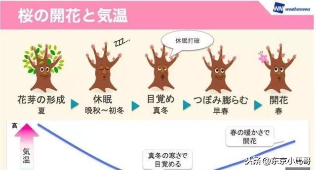 亲,您准备好了么?刚刚日本气象厅发布2019樱