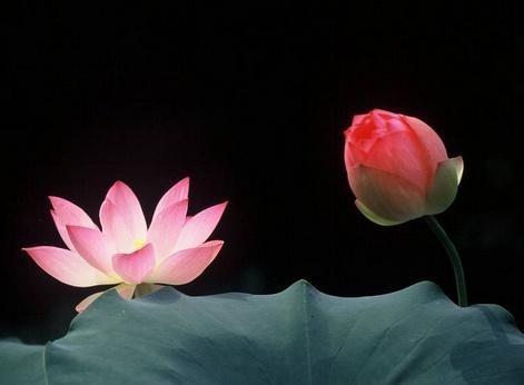 2月份被幸运包围，福满财也多的生肖