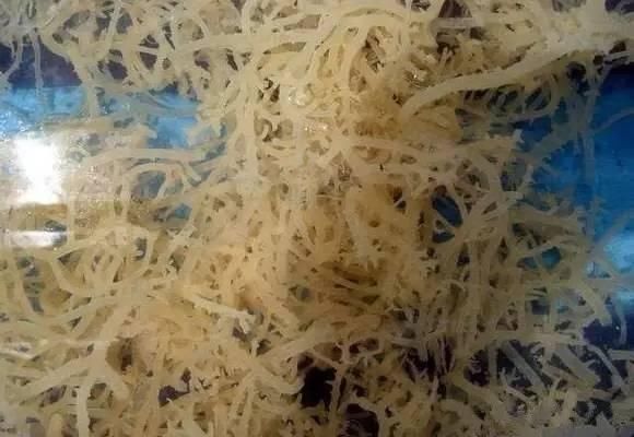 海南渔民整理的海鲜大全 ，以后不怕不认识海鲜了，赶紧收藏!