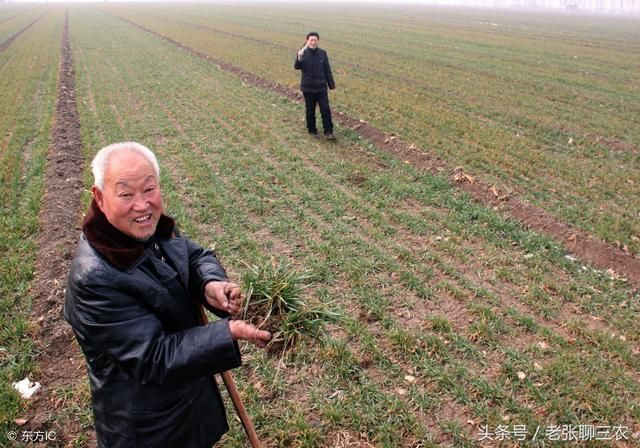 农村老话说的好：“二月没九，饿死鸡狗”，真有这么准吗？