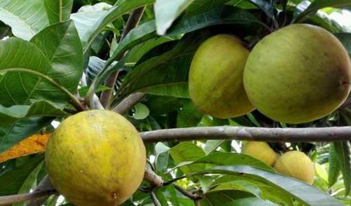 关注健康,一定要吃上此水果,能扫除毒素,明目保