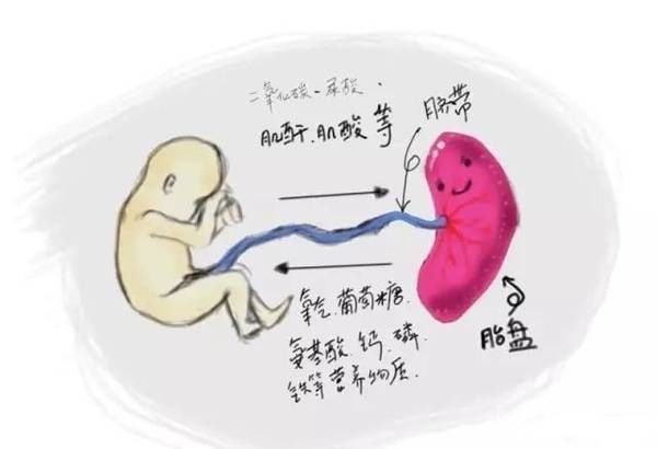 胎盘是干什么的?胎盘的功能小科普