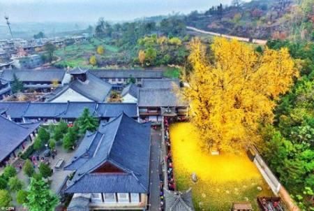 世界最美的9棵树,5棵在美国,只有一棵在中国陕西