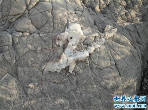 卫星拍到的真龙凤凰,其实只是冰川山脉形状像