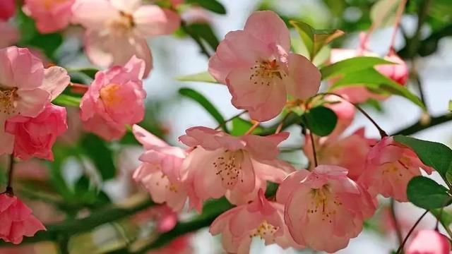 玉溪最全赏花攻略来了，花海之约不要错过!