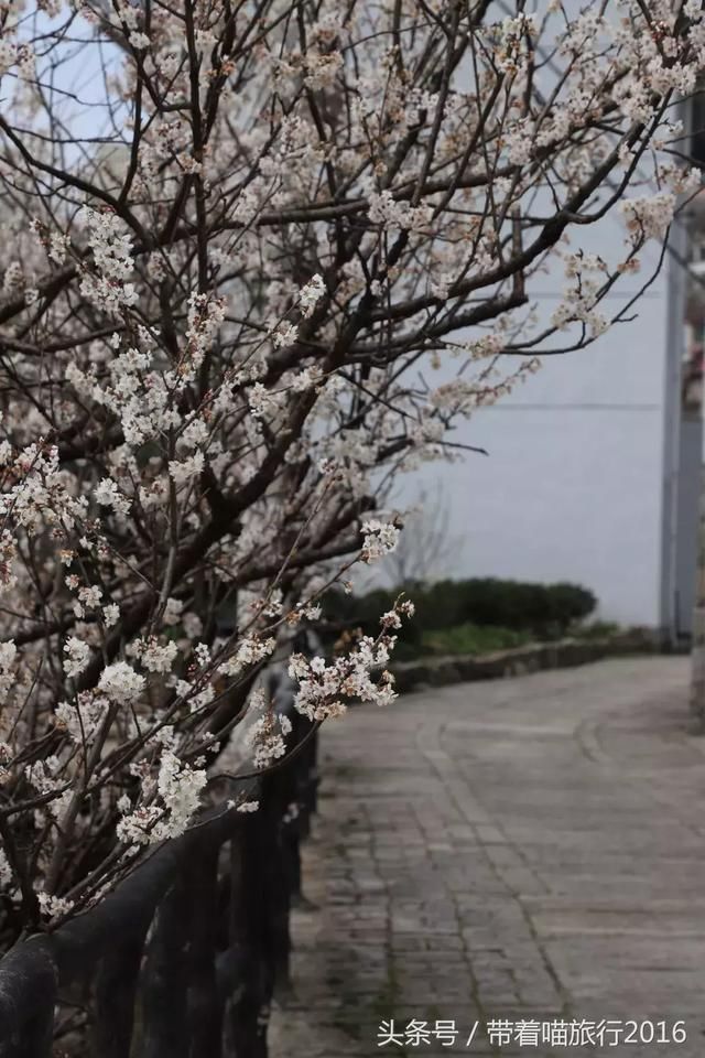 宁波四明山上这个神秘村庄，被樱桃花包围，如同世外桃源