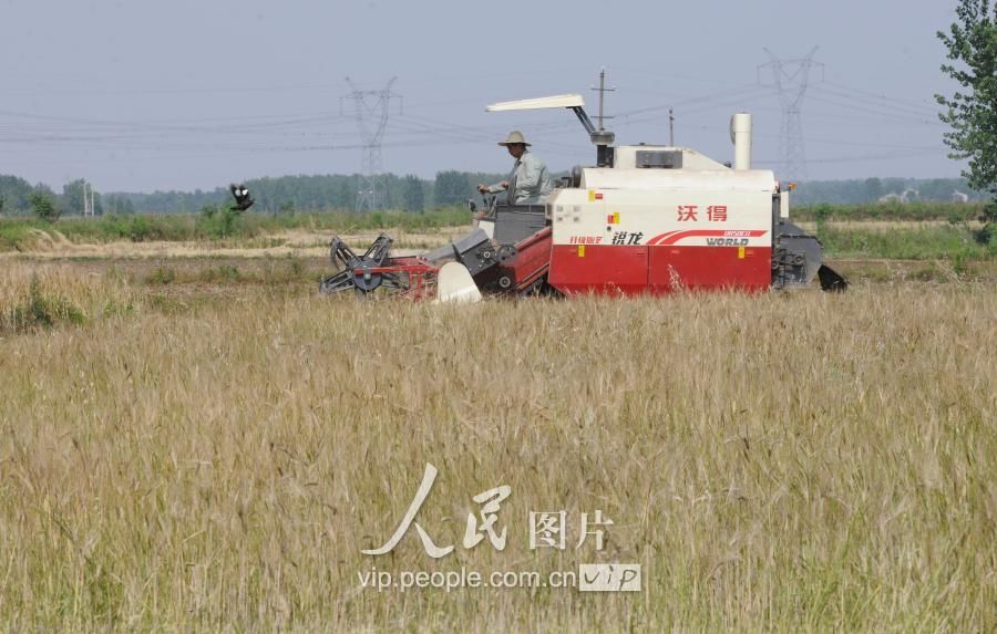 湖北襄阳:夏收开镰